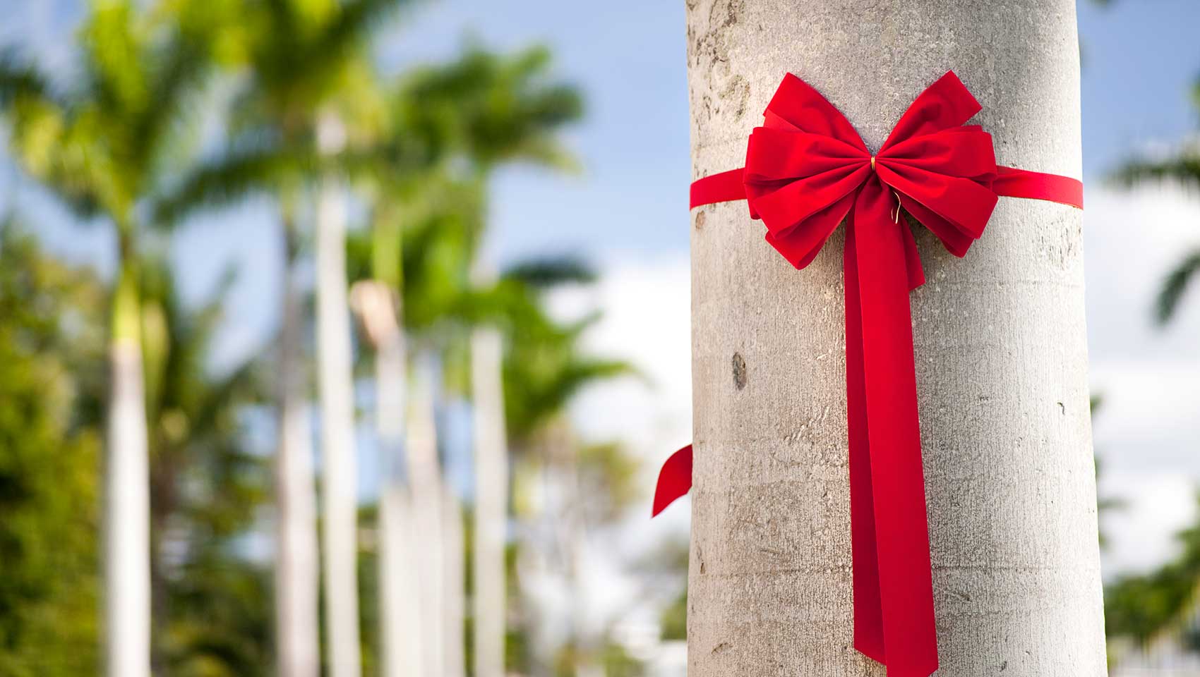 palm Tree with red ribbon