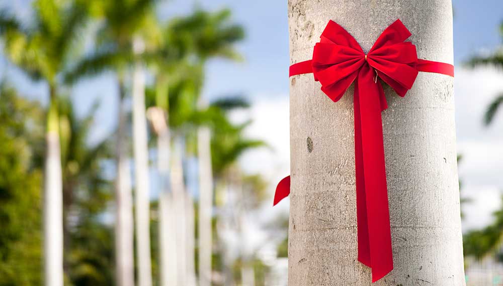 palm Tree with red ribbon