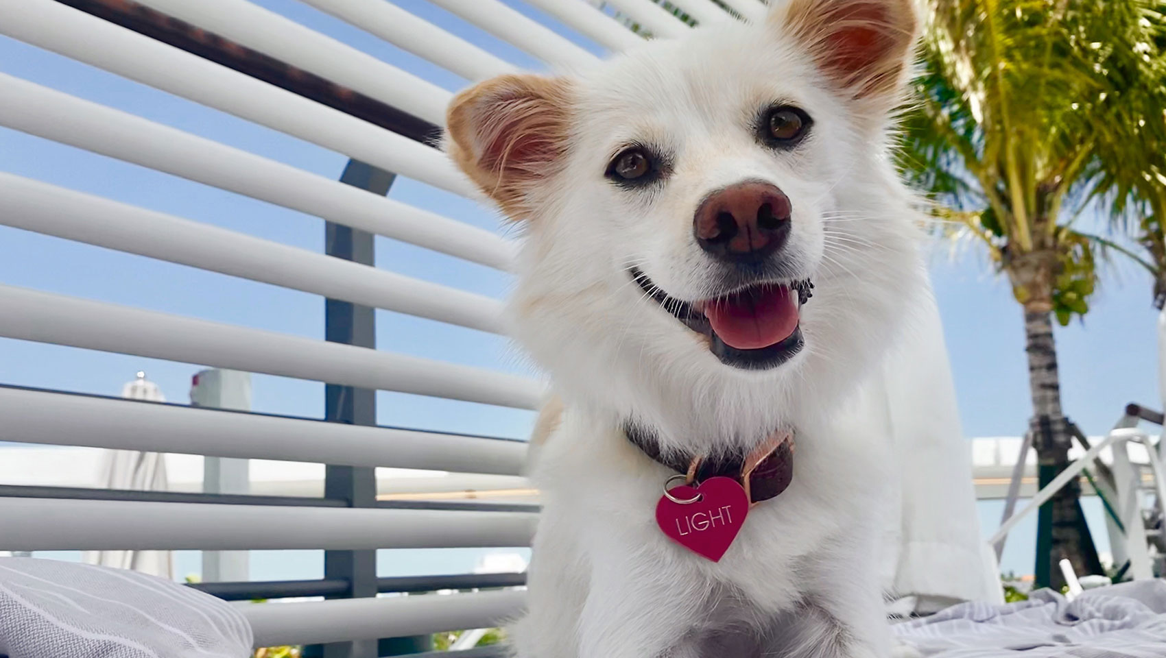 Dog at Hotel Palomar South Beach