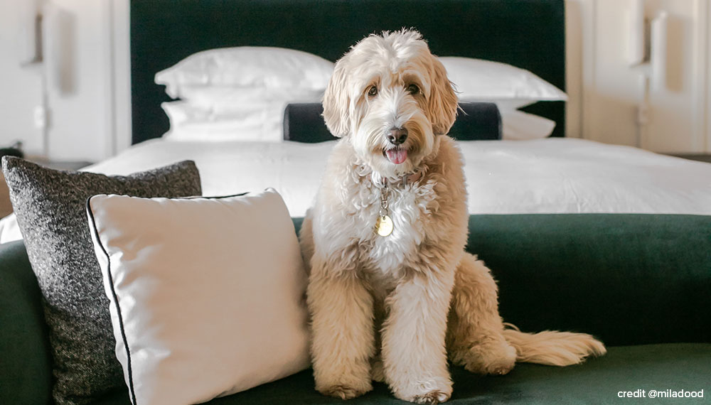 dog on bed