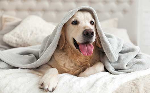 dog on bed