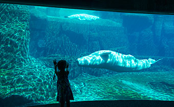 Girl at Aquarium looking at Beluga Whale