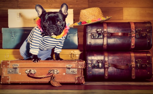Black French Bulldog in dog clothes sitting on a suitcase